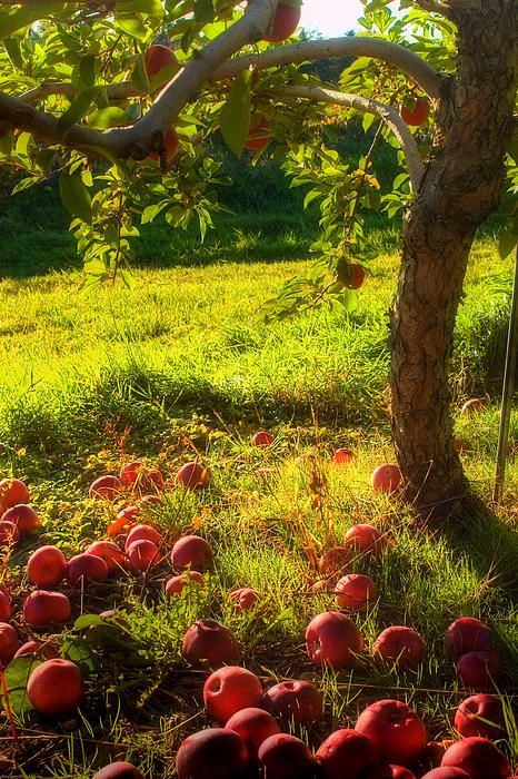 Apple Garden, Tree Photography, Down On The Farm, Apple Orchard, Autumn Beauty, Apple Tree, On The Ground, Fruit Trees, Country Life