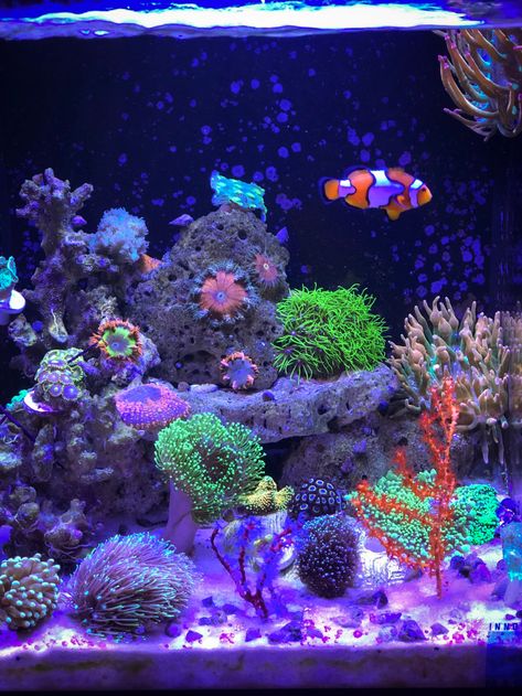 AI Prime HD on my Nuvo 10 Test Tank | REEF2REEF Saltwater and Reef Aquarium Forum 10 Gallon Salt Water Tank, Purple Aquarium, Salt Water Tank, Pet Jellyfish, Marine Fish Tanks, Saltwater Aquariums, Jellyfish Aquarium, Saltwater Fish Tanks, Aquarium Ideas