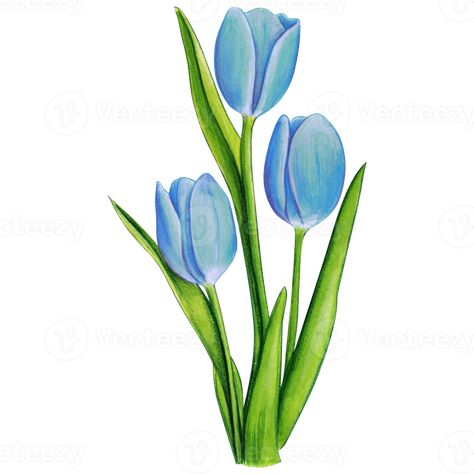 Blue Tulips Aesthetic Drawing, Tulips Drawing With Color, Simple Drawings With Color, Blue Tulips Drawing, Cute Tulips Drawing, Blue Tulips Painting, Tulips Drawing Sketch, Colour Flower Drawing, Tulips Flowers Drawing