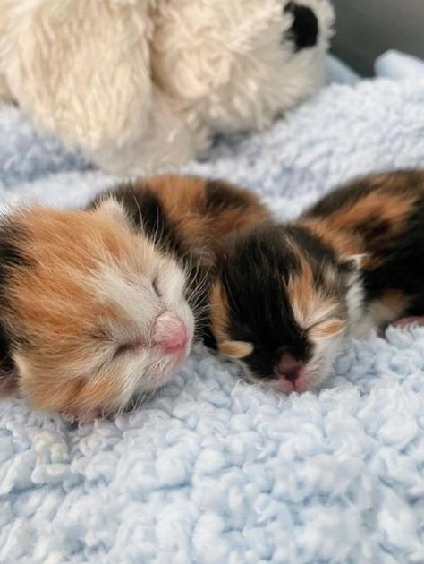 Kitten Rescued at 3 Days Old as the Runt of Her Litter Shows Biggest Personality and Sass - Love Meow Best Kitten Toys, Kitten Litter, Cool Cat Toys, Cat Entertainment, Kitten Beds, Small Kittens, Newborn Kittens, Giving Tuesday, Kitten Rescue