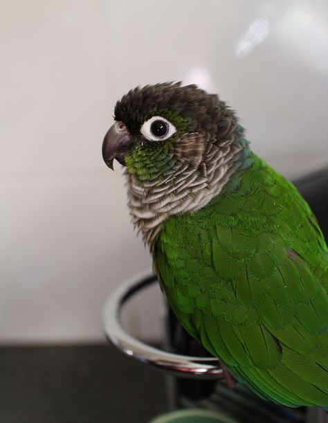 Conure Aesthetic, Green Cheek Conure, Conure Parrots, Puffins Bird, Human Babies, Aesthetic Green, Pet Bird, Silly Animals, Cute Animal Photos