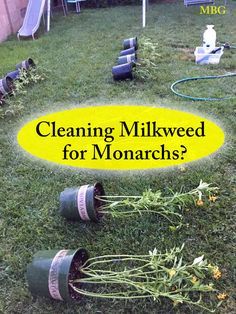 To rinse or disinfect milkweed plants in containers, lay them down on the ground or hanging off a table so you're also able to clean underneath milkweed leaves to prevent monarch diseases. Butterfly Raising, Milkweed Garden, Monarch Butterfly Habitat, Raising Monarch Butterflies, Raising Butterflies, Monarch Butterfly Garden, Butterfly Garden Plants, Milkweed Seeds, Butterfly Gardens