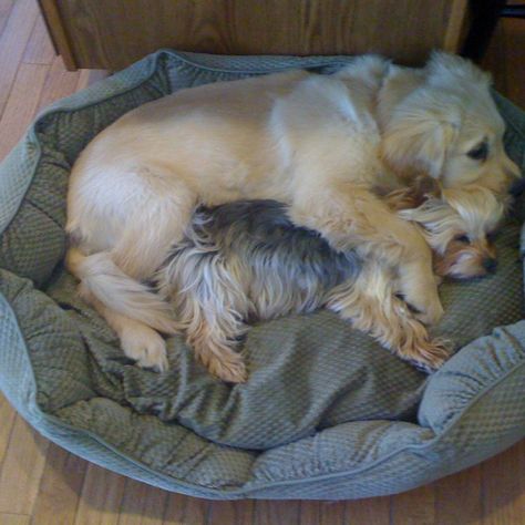 Golden and yorkie Smiling Dogs, Family Tree, Yorkie, Tree Branches, Puppy Love, Small Dogs, Make Me Smile, Fur Babies, Dogs And Puppies