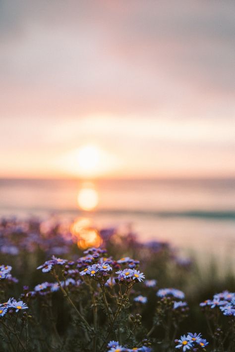 #aesthetic #purple #sunset #flowers Self Care Practices, Sunset Flowers, Sensitive Person, Happy Birthday Wishes Quotes, Aesthetic Purple, Purple Sunset, Sunset Background, Sensitive People, Sunset Wallpaper