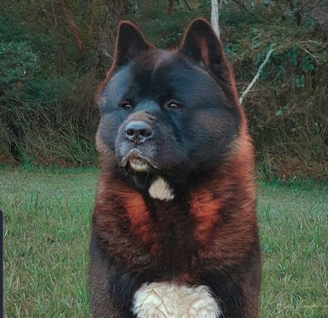 American Akita Dog, Kangal Dog, Japanese Akita, Akita Puppies, Beautiful Dog Breeds, Dog Breeds List, American Akita, Akita Inu, Akita Dog