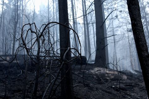 Charred Blackness [Mt. Robson Forest Fire Aftermath] Chopped Down Forest, Landscape Reference, Intercom System, Oc Inspo, Access Control System, Forest Fire, Security Camera System, Black Milk, Access Control