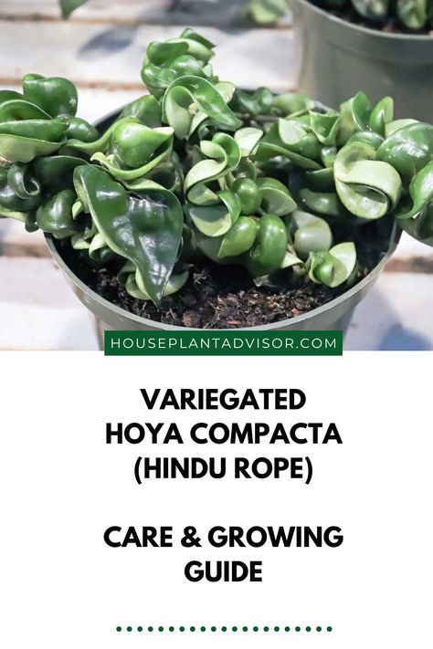 Variegated Hoya Compacta, Hoya Carnosa Compacta Variegata, Hoya Compacta Care, Lady Tips, Hoya Compacta, Variegated Hoya, Hoya Plant, Plants Care, Evergreen Vines