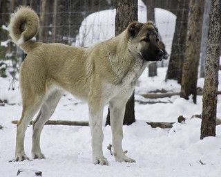 Armenian Gampr Dog, Livestock Guardian Dog Breeds, Nice Dogs, Kangal Dog, Guardian Dog, Livestock Guardian Dog, Livestock Guardian, Sled Dog, Belgian Shepherd