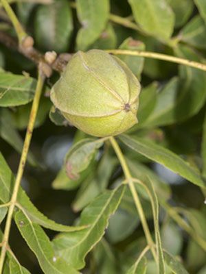 Pecan Harvesting Pecans, Acreage Ideas, Best Shade Trees, Apple Tree From Seed, Aqua Farm, Pecan Tree, Small Food, Plant Pests, Garden Services