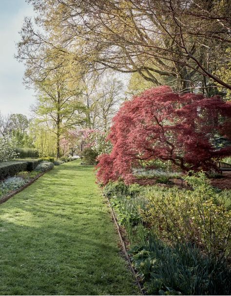 Hosta Halcyon, Acer Palmatum Dissectum, Ilex Crenata, Florida Trees, Tuscan Garden, Pink Dogwood, London Garden, Landscape Designer, Acer Palmatum