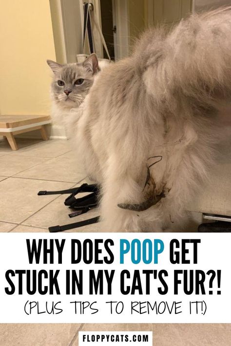 Why is poop stuck on cat? | Cat Pooping | Cat Poop | How to Clean Cat | Cat Behavior Tips | Cat Tips | How to Remove Cat Poop Stuck to Cat | Cat Little Tips | Kitty Litter Tips #catpoop #catpooptips #catlittertips #poopstuckoncat Cat Poop Chart, How To Stop Cats From Peeing In House, Cat Pooping Outside Litter, Poisonous To Cats, Cat Behavior Chart, Pregnant Cat Tips, Cat Behavior Problems, Cat Behavior Facts, Cat Health Problems