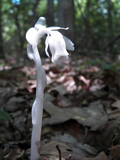 Ghost Flower or Indian Peace Pipe flower, Monotropa uniflora x #plant #ghost #flower #monotropa #uniflora #photography Ghost Flowers, Flower Ghost, Ghost Orchid Aesthetic, Blue Ghost Orchid, Ghost Orchid, Ghost Plant, Garden Art Sculptures Diy, Strange Flowers, Procreate Ipad Art