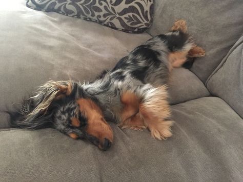 Fluffy Weiner Dog, Mini Weiner Dog, Dapple Dachshund Long Haired, Mini Long Haired Dachshund, Dachshund Long Haired, Big Dogs Breeds, Biggest Dog In The World, Dachshund Puppy Long Haired, Dapple Dachshund Puppy