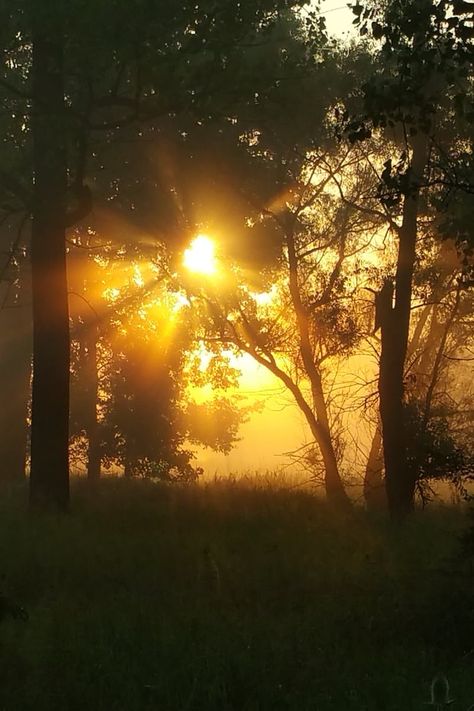 Download this free photo from Pexels at https://www.pexels.com/photo/dawn-dusk-fog-silhouette-235834/ #dawn #sunset #trees Steven Core, Fog At Dawn, Golden Hour Forest Aesthetic, Dawn Aesthetic, Dawn Pictures, Sunrise In Forest, Sunlight Through Trees Aesthetic, Sunlight Shining Through Trees, Robin Tattoo