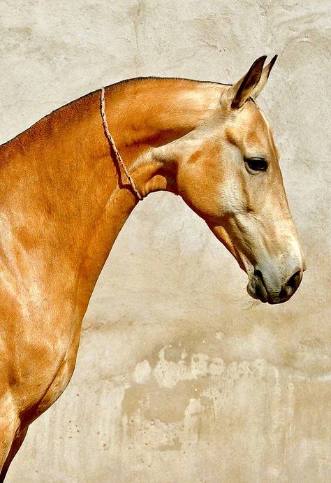 Ahal Teke, Akhal Teke Horses, Horse Anatomy, Akhal Teke, Most Beautiful Horses, Most Beautiful Animals, Majestic Horse, All The Pretty Horses, Horse Crazy