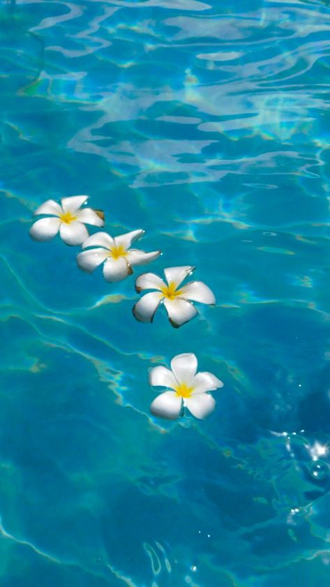 Flowers In The Ocean, Summer Wallpaper Phone, Hawaii Wallpaper, Hawaii Flowers, Beach Wall Collage, Ocean Tropical, Cute Summer Wallpapers, Beach Flowers, Iphone Lockscreen Wallpaper