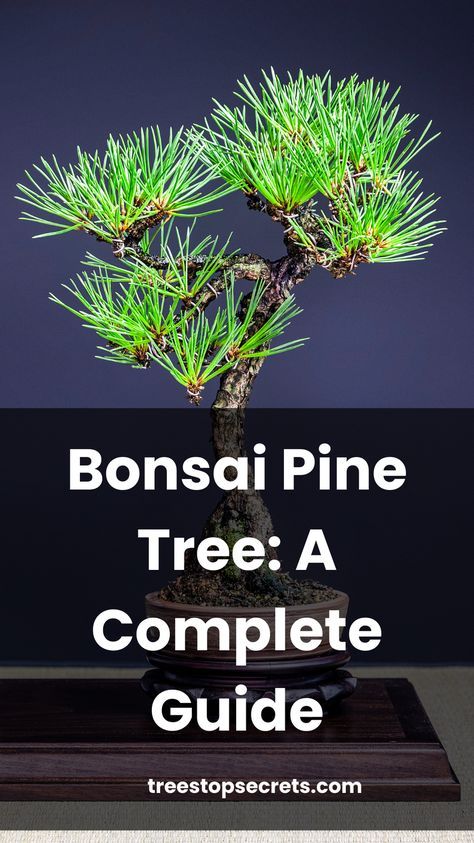 Discover the ultimate guide to bonsai pine tree care. Learn how to grow and nurture Pinus species with our comprehensive steps and tips. Pine Bonsai Tree Diy, How To Bonsai A Tree, Mugo Pine Bonsai, Avocado Growing, Black Pine Bonsai, Wisteria Bonsai, Fun Hacks, Tree Types, Bonsai Diy