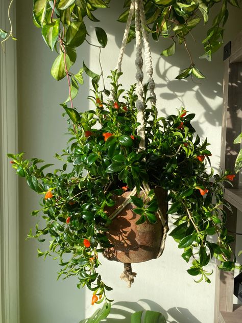 Goldfish plant Orange Hanging, Goldfish Plant, Macrame Hanger, Indoor Flowers, Hanging Plant, Blooming Plants, Red Leaves, House Plant, All About Plants