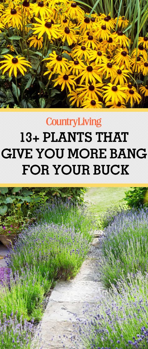 Save these gardening tips and tricks by pinning them to your Pinterest boards. Stefano Marinaz, Garden Ideas Cheap, Garden Shrubs, Landscaping Tips, Hardy Plants, Kew Gardens, Easy Garden, Flowers Garden, Gardening For Beginners