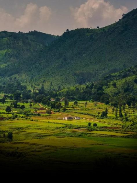 Must Visit Places In Araku Valley - News24 Araku Valley, Palm Tree Flowers, Cooking Toys, Coconut Palm Tree, Visit Places, Hill Station, Scenic Beauty, Status Quo, See Me