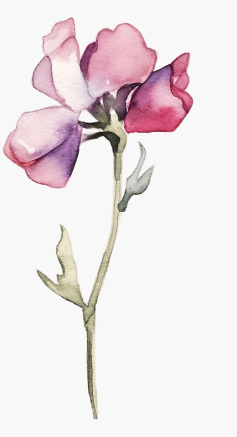 Watercolour Sweet Pea, Watercolor Sweet Peas, Sweet Pea Watercolor, Sweet Pea Tattoo Simple, Sweet Pea Drawing, Sweet Pea Illustration, Sweet Pea Flowers Drawing, Sweet Pea Flower, Sweat Pea Tattoo