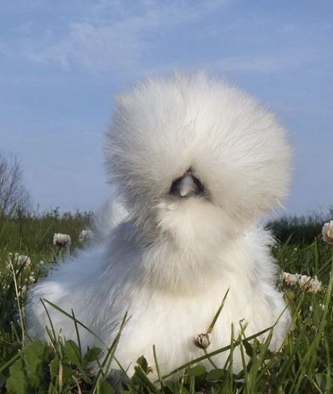 aw...muffin Silky Chicken, Hen Houses, Fluffy Chicken, Fantasy Nature, Silkie Chickens, Anna Banana, Brazilian Blowout, Farm Ideas, Cute Chickens