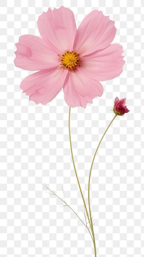 Flower Singular, Flower Cosmos, Flower Png Images, Png Flower, Cosmos Flowers, Paper Plants, Beach Images, Wallpaper Iphone Quotes, Awesome Designs