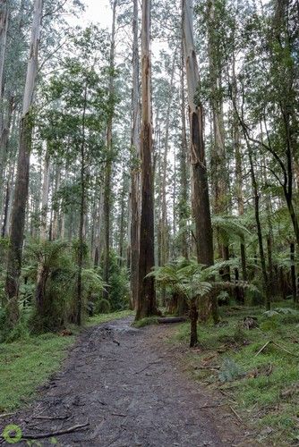 Bush Houses Australian, Australian Gum Trees, Australian Winter Aesthetic, Australian Forest, Australia Forest, Bush Landscape, Australian Environment, Aussie Winter, Bush Photography