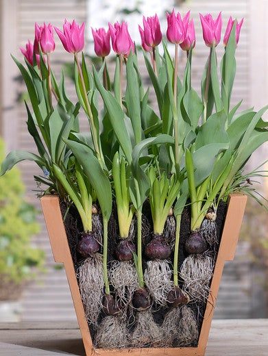 Bulb Lasagne, Fall Bulb Planting, Spring Bulbs Garden, Lasagna Gardening, High Country Gardens, Planting Tulips, Fall Bulbs, Country Gardens, Tulip Bulbs