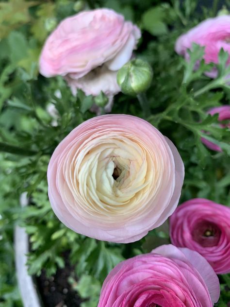 Persian Buttercup Flower, Persian Buttercup, Nyc Spring, Buttercup Flower, Garden Greenhouse, Greenhouses, Pretty Flowers, Persian, Plants