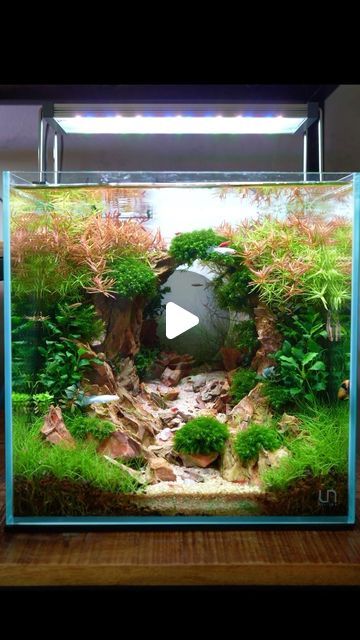 MJ | Aquascaping on Instagram: "This was the most watched build video of 2023! The Dragonstone cave/arch 😬 Should I make another Dragonstone scape in 2024? . Light: @twinstar.eu  Plants: @dennerleplants  Fertiliser: @2hraquarist  Tank: @ultumnaturesystems  . . 👉🏻Be sure to SUBSCRIBE to my YouTube channel: YouTube.com/mjaquascaping  👉🏻15%DISCOUNT on 2hr Aquarist fertilisers with code: MJAQUA  #Aquascaping #Nanocube #fishtank #plantedtank #shrimptank #co2 #ada #plants #nanoaquarium #moss #natureaquarium #aquascape #betta #bettasplendens" Tall Tank Aquascape, Cube Fish Tank, Nano Tank Aquascape, 55 Gallon Fish Tank Ideas, Shrimp Tank Aquascape, Planted Aquarium Aquascaping, Moss Aquascape, Cube Aquascape, Betta Aquascape