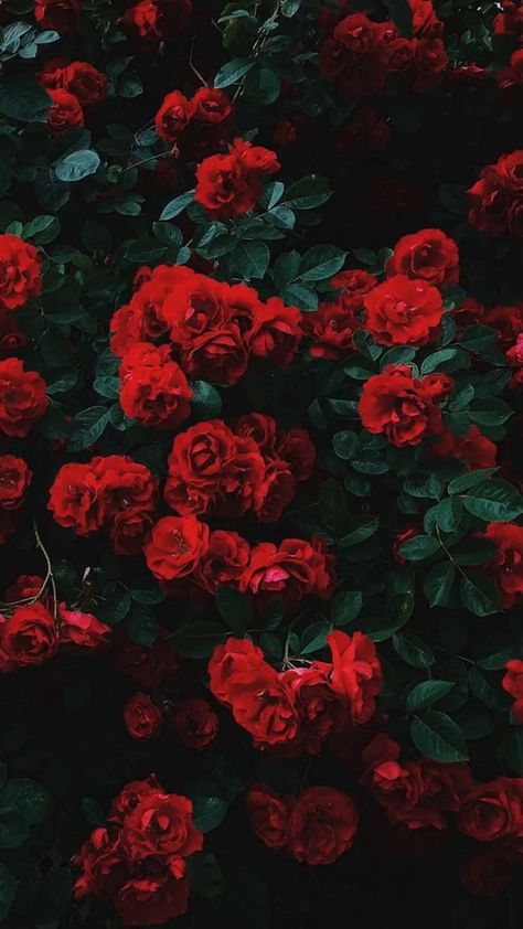 Red Roses Wallpaper, Roses Wallpaper, Red Aesthetic, Phone Backgrounds, Iphone Wallpapers, Phone Wallpapers, Wallpaper Iphone, Aesthetic Wallpapers, Red Roses