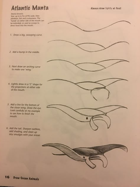 Drawings Of Stingrays, Manta Ray Drawing Step By Step, How To Draw A Stingray Step By Step, Beachy Sketch Ideas, How To Draw Marine Animals, How To Draw Manta Ray, Sea Animal Drawings Sketches, Cute Marine Animals Drawing, Marine Life Drawing Simple