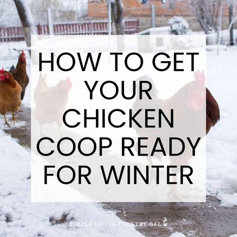 Chicken Coop For Winter, The Best Eggs, Best Eggs, Chicken Farming, Backyard Chicken Farming, Chicken Farm, Raising Chickens, Chickens Backyard, Chicken Coop