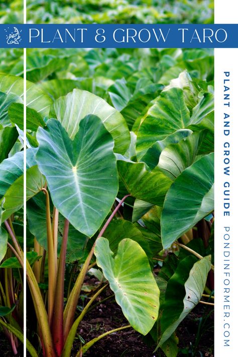 Bring the taste of the tropics to your garden! Our guide unfolds the secrets to planting and growing Colocasia esculenta, the luscious Taro. Dive into a world of tropical delight and cultivate this versatile plant with finesse.   #GardeningTips #Taro #PlantingTaro #PlantingGuide #TropicalGarden #GrowingGuide #GardenTips #PlantingTips Colocasia Plant, Colocasia Esculenta, Taro Plant, Seeds Benefits, Plants Uk, Pond Plants, Elephant Ears, Invasive Species, Tropical Garden