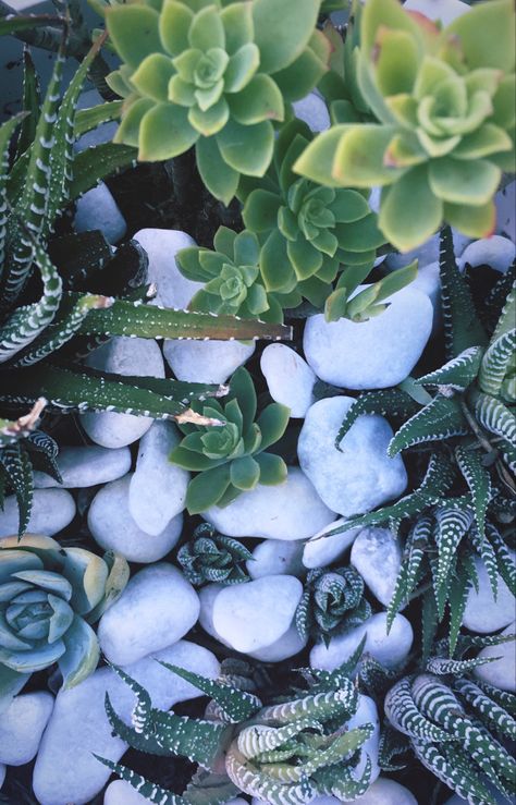 aesthetic succulents Aesthetic Succulents, Birthday Wallpapers, Green Aesthetic, Succulent, Wallpapers, Plants, Birthday, Flowers, Green