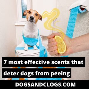 7 Most Effective Scents That Deter Dogs From Peeing – DogsAndClogs Dog Pee Repellent Sprays, What To Spray So Dogs Dont Pee, Diy Dog Urine Repellent, Anti Pee Spray For Dogs, Deterrent Spray For Dogs, Dog Pee Smell Out Of House, Natural Dog Pee Repellent, Dog Pee Deterrent Spray, Diy Dog Deterrent Spray