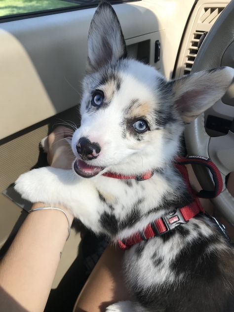 My baby Merle corgi ♥️ Merle Corgi Puppy, Corgi Merle, Blue Merle Corgi, Black Corgi, Merle Corgi, Corgi Dog Breed, Cute Corgi Puppy, Dog Anatomy, Blue Heeler Dogs