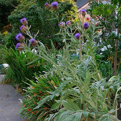 cardoon plant | previous Attempting these in my front beds this year..... Cardoon Plant, Fence Planting, Sculptural Plants, Cynara Cardunculus, Artichoke Plants, Orchard Garden, Silver Plant, Fence Plants, Zone 7