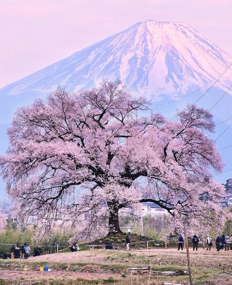 Japan Travel: The Jindaizakura tree in Hokuto City, Yamanashi is one of Japan's three great ch...    #Cherryblossom, #Flowersofinstagram, #Igersjapan, #Instajapan, #JapanTravel, #JapanTravel, #MtFuji, #Myjapan, #Sakura, #Yamanashi    https://www.alojapan.com/56813/japan-travel-the-jindaizakura-tree-in-hokuto-city-yamanashi-is-one-of-japans-three-great-ch/    . Cherry Blossom Pictures, Cherry Blossom Japan, Cherry Blossom Trees, Japan Sakura, Japan Vacation, Japanese Sakura, Yamanashi, Go To Japan, Cool Pencil Drawings