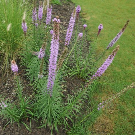 How to Transplant Dense blazing star? (Ideal time, Methods, and Post Care) Liatris Spicata, Straw Mulch, Blazing Star, Sunflowers And Daisies, Organic Compost, Fall Care, Plant Diseases, Wildlife Gardening, Late Fall