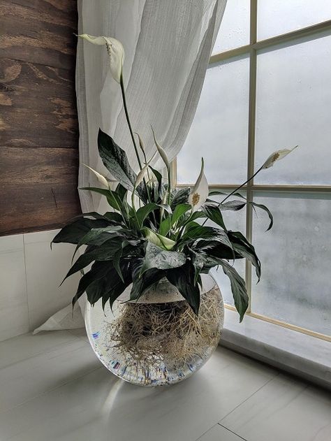 23 Popular Indoor Plants You Can Grow In Vases | Balcony Garden Web Water Plants Indoor, Plants Grown In Water, Tanaman Air, Plants In Jars, Indoor Water Garden, نباتات منزلية, Inside Plants, Best Indoor Plants, Peace Lily