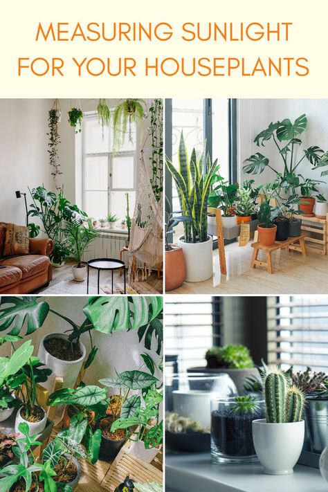 This informative pin provides guidance on measuring sunlight for houseplants. Featuring four images, it illustrates different room setups with various indoor plants receiving differing light, highlighting how to effectively assess sunlight levels for optimal plant health. Plant Lighting Guide, Heart Leaf Philodendron, Arranging Furniture, Candle Reading, Arrowhead Plant, Complex Design, Plant Lighting, Lighting Guide, Plant Species