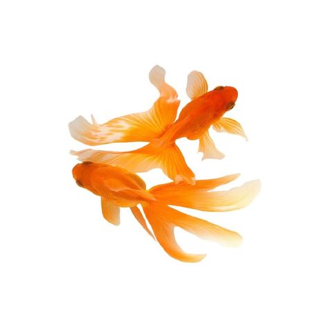 Goldfish, Designer Clothing, Fish, For Women, Orange, Water