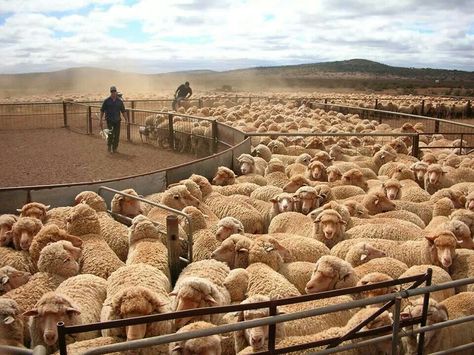 Mt.Ive Station, South Australia. Australian Geographic Station Life Australia, Australian Station, Vampire Book, Ag Photography, Australian Sheep, Gibb River Road, Australian Farm, Work In Australia, Australian Landscape