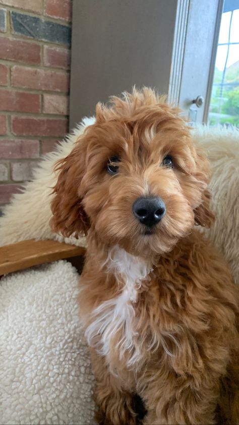 Teddy Bear Doodle Haircut, Labradoodle Aesthetic, Red Cockapoo, Golden Labradoodle, Australian Labradoodle Puppies, Doodle Cute, Preppy Dog, Labradoodle Dogs, Very Cute Puppies