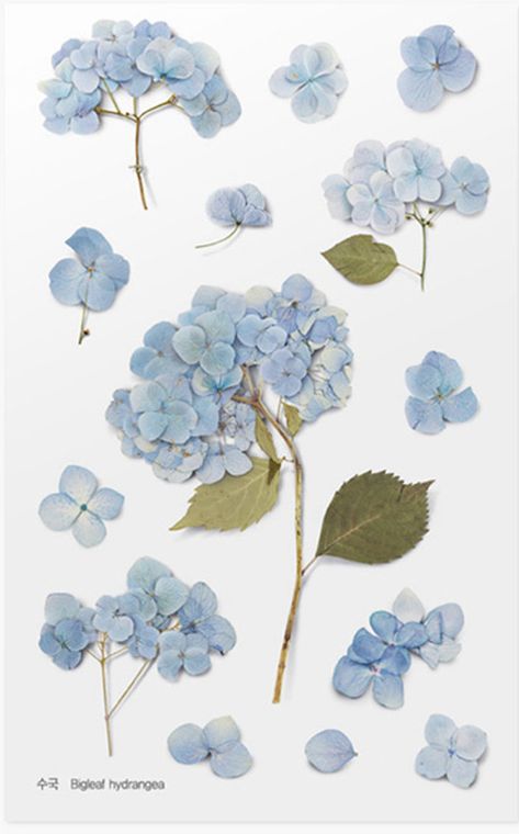 Pressed Flower Stickers, Hydrangea Tattoo, Bigleaf Hydrangea, Watercolor Hydrangea, Hydrangea Painting, Printed Stickers, Flower Stickers, Botanical Tattoo, Design Office