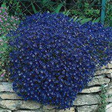 Ground Cover Seeds, Perennial Ground Cover, Flowers Growing, Garden Types, Ground Cover Plants, Blue Garden, Hardy Perennials, Flowers Perennials, Ground Cover