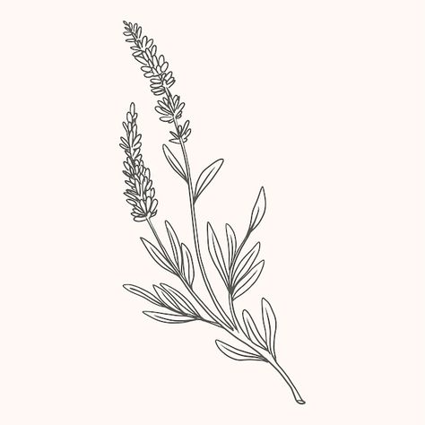 Lavender Outline Drawing, Lavender Drawing Black And White, Vervain Drawing, How To Draw Lavender, Lavender Drawing Simple, Heather Drawing, Lavender Plant Drawing, Lavender Flower Drawing, Lavender Outline