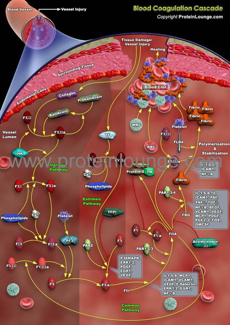 Blood Coagulation Cascade Blood Type Chart, Coagulation Cascade, Blood Clotting, Low Estrogen, Baking Soda Shampoo, 8th Sign, Blood Cells, Anatomy And Physiology, Blood Vessels